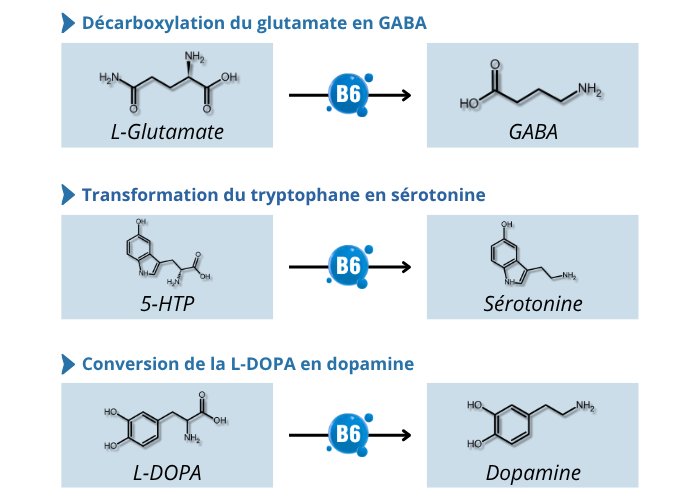Mecanismes d'action vitamine B6